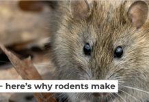 Old rat nests can contain fabrics, papers, animal bones, plant remains and other materials that have been undisturbed for hundreds of years. Andyworks/E+ Collection via Getty Images